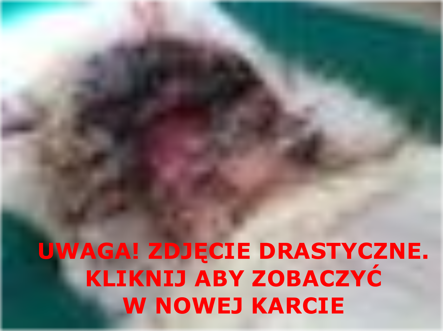 Biały chce żyć - pomóż mu!Biały chce żyć - pomóż mu! 	 
