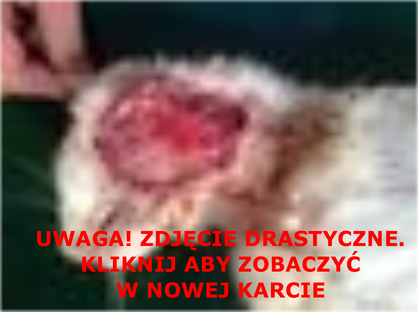 Biały chce żyć - pomóż mu!Biały chce żyć - pomóż mu! 	 