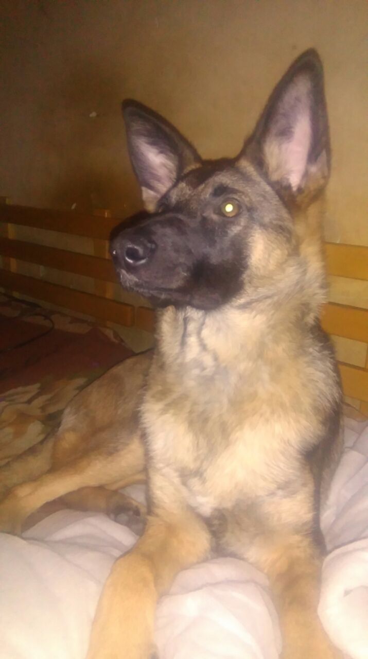 sunia Fanta