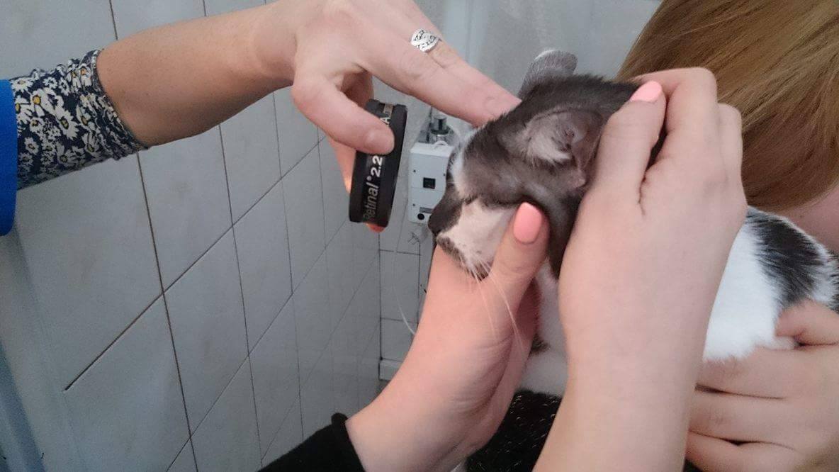 Pobieranie materiału do badania Liluni