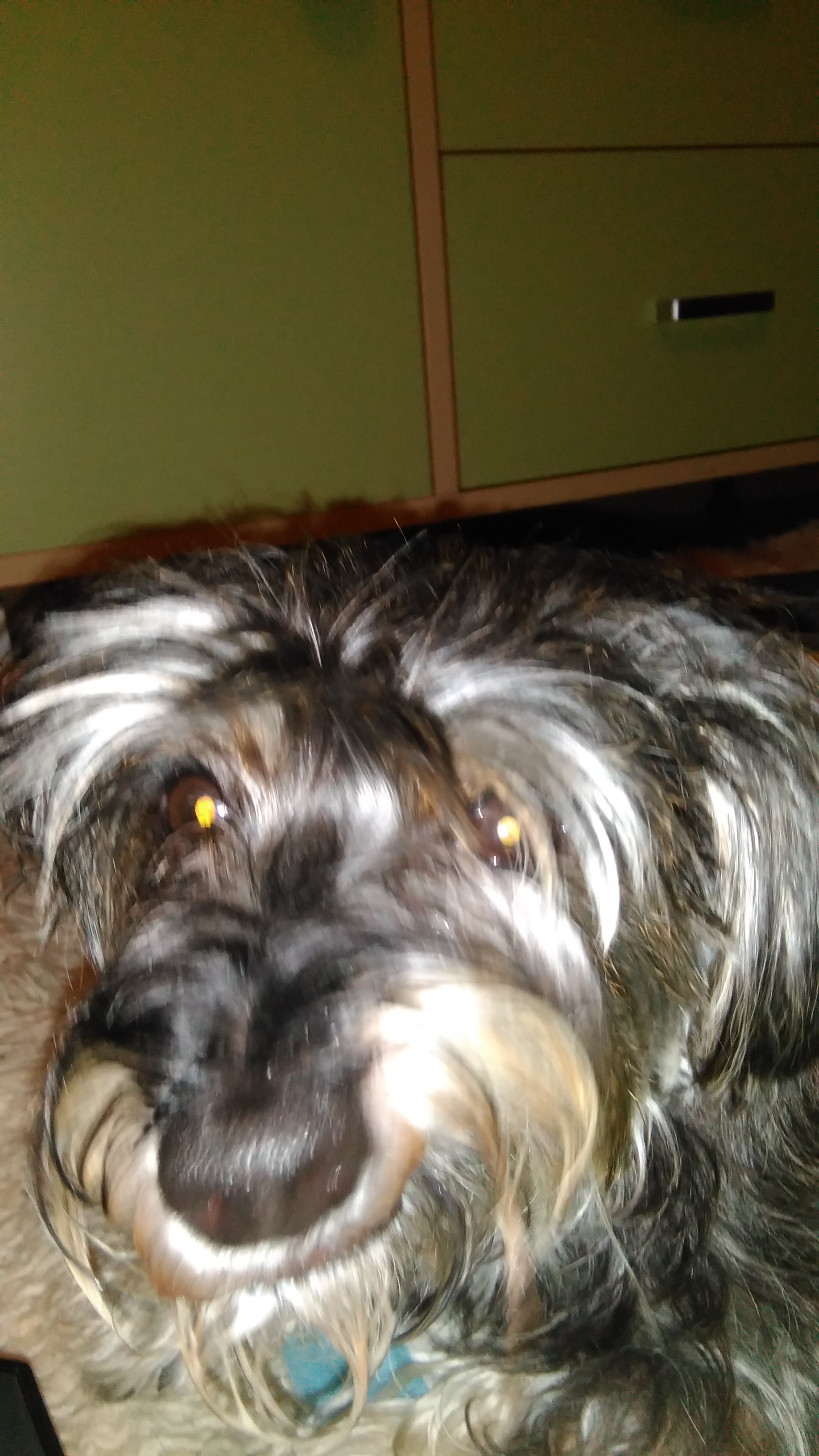 Moli