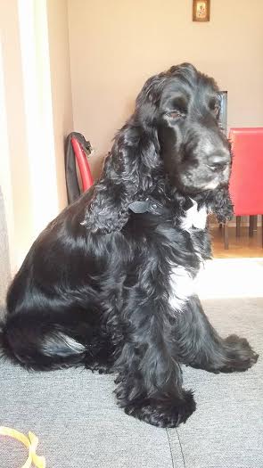 Rufus