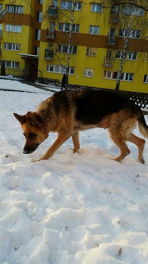 Shira2