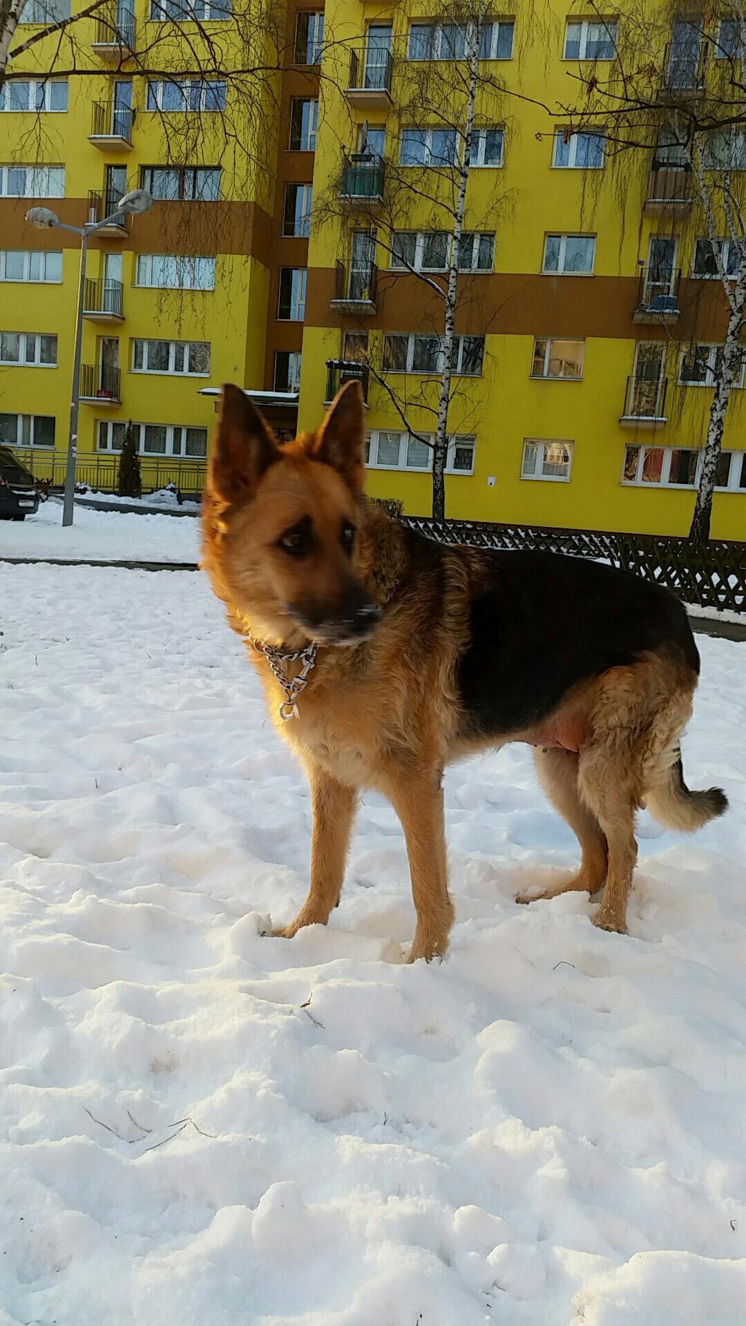 Shira3
