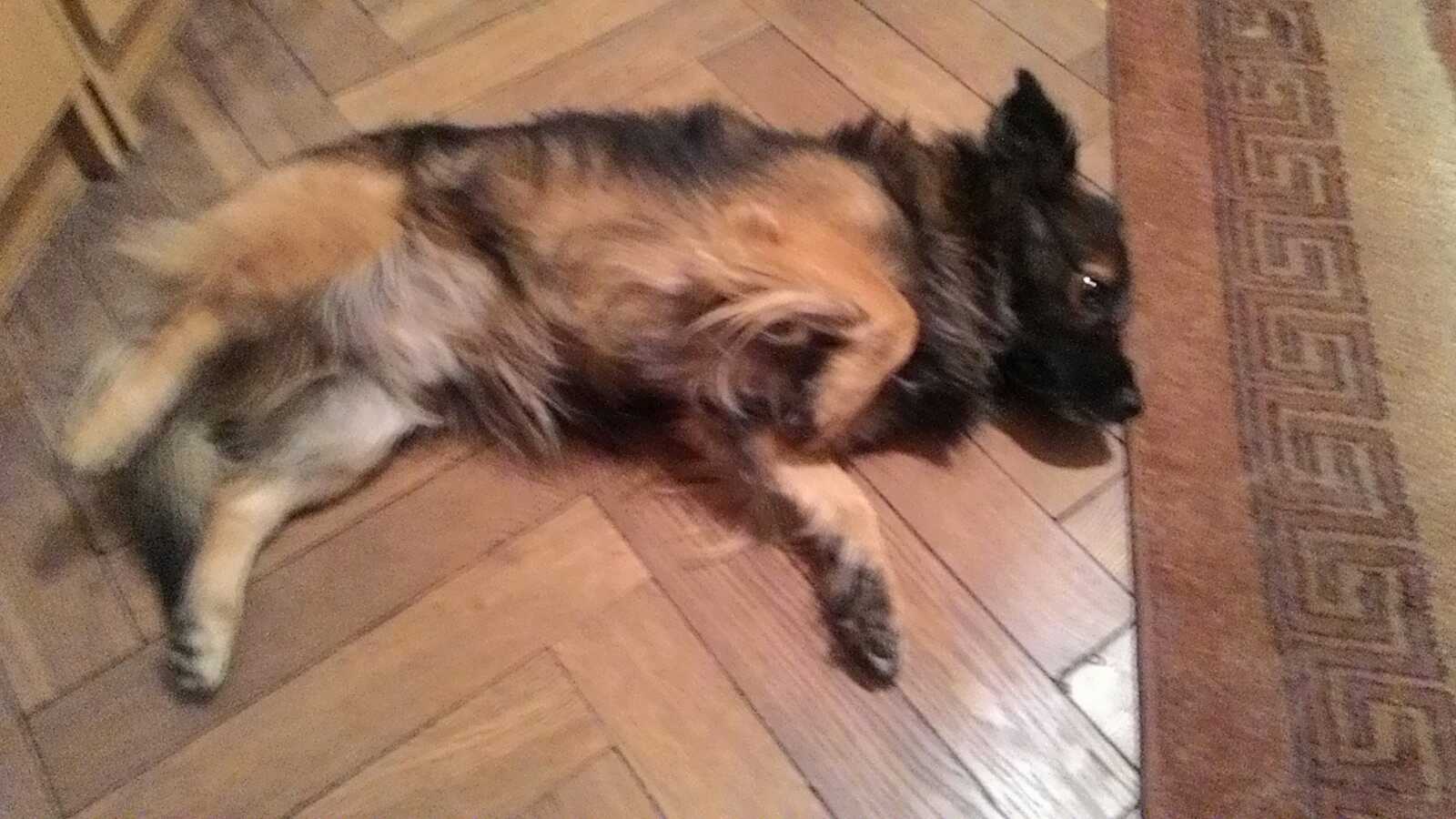 Tofi dzękuje za uratowanie życia!