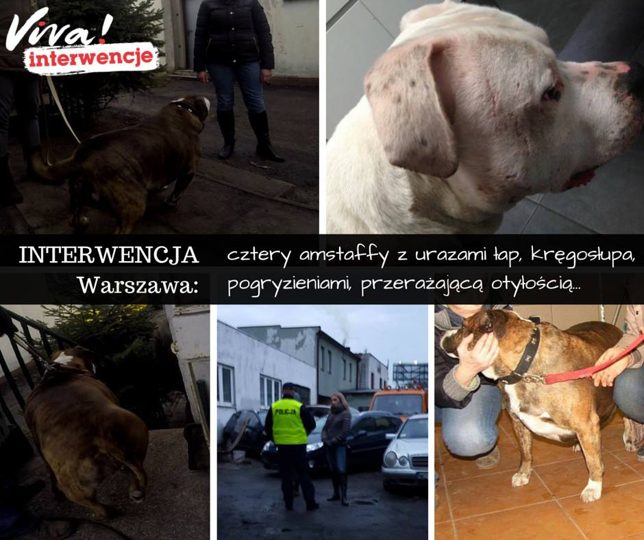 Amstaffy z interwencji