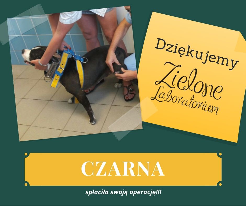 Czarna_zielone_laboratorium