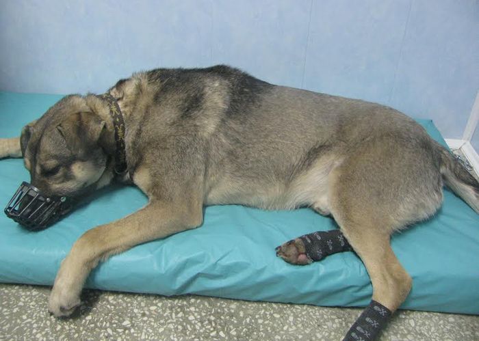 czesław