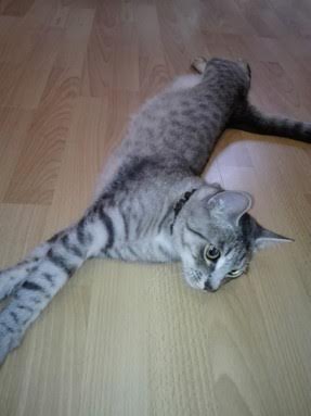 filemon