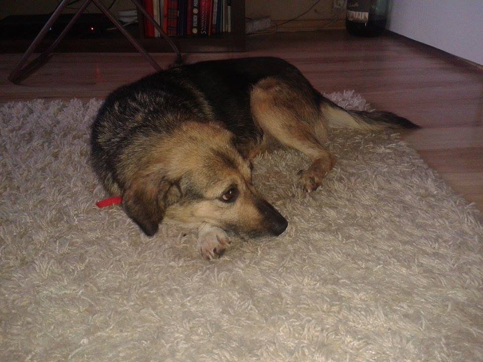 suczka z Kutasi