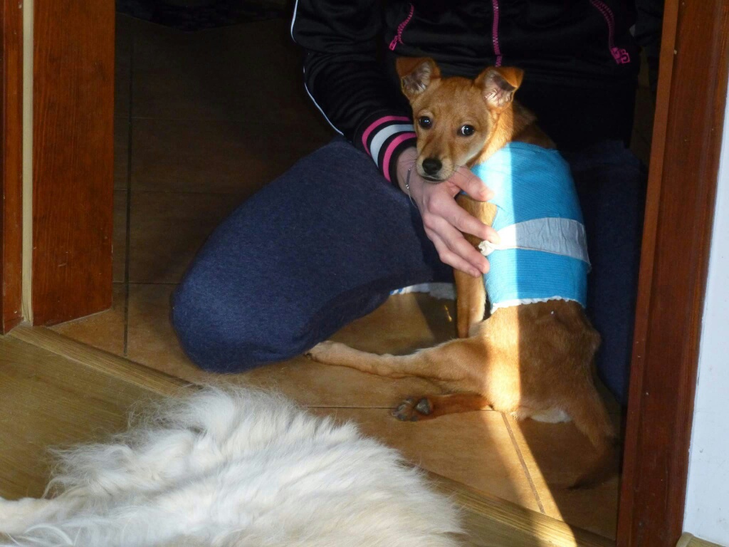 Sasnka