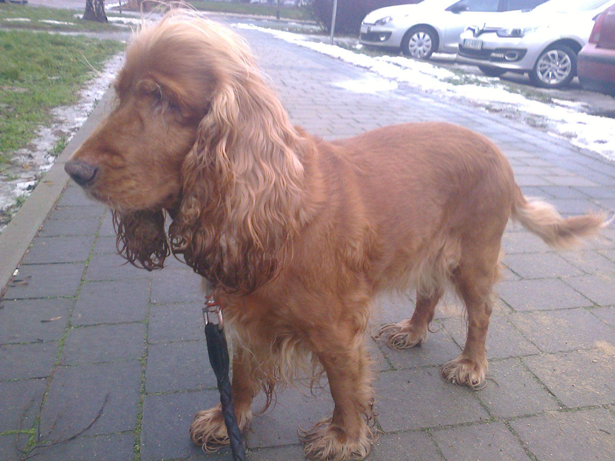 Sonia - spanielka prosi o pomoc!