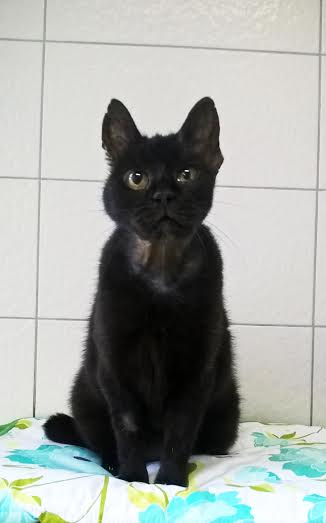 todzia