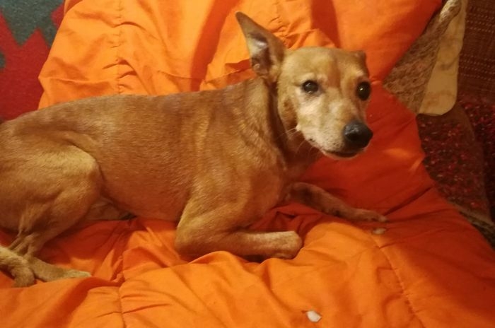 Milo- psiak przestał chodzić- konieczna jest pełna diagnostyka! POMOCY!