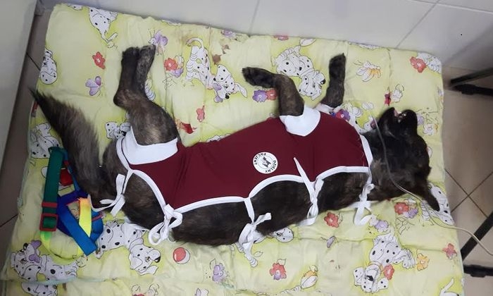 Sterylizacja ratuje życie! Tak było w przypadku tej suczki...