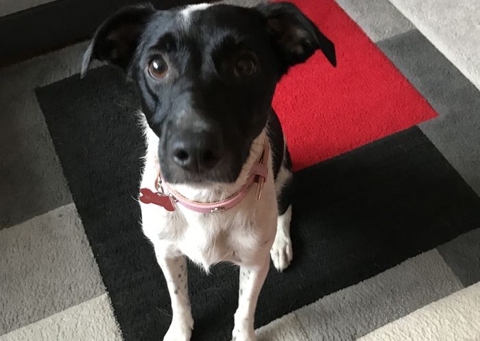 Mosia- powrót z adopcji, problemy behawioralne, konieczna sterylizacja... DASZ JEJ SZANSĘ?