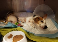 Chwila nieuwagi, wypadek, groźba kalectwa, a nawet śmierci… Cleo błaga o ratunek!