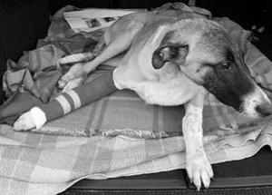 Mamba, 7-miesięczna sunia przegrała walkę o życie... SPŁACAMY DŁUG ZA JEJ LECZENIE.