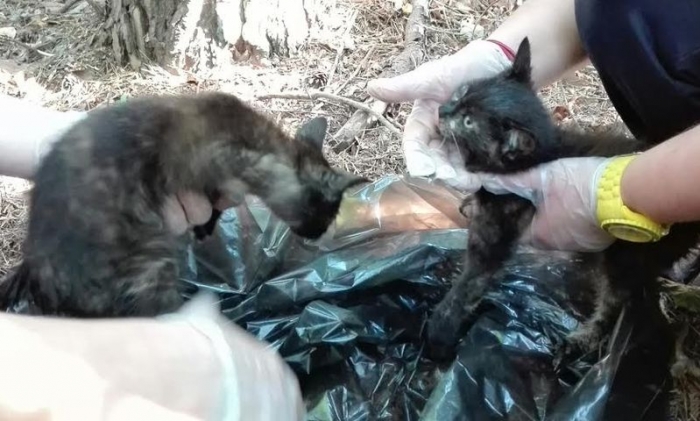 Dwa kociątka wyrzucone w worku do lasu... Miały się udusić. POMÓŻ!