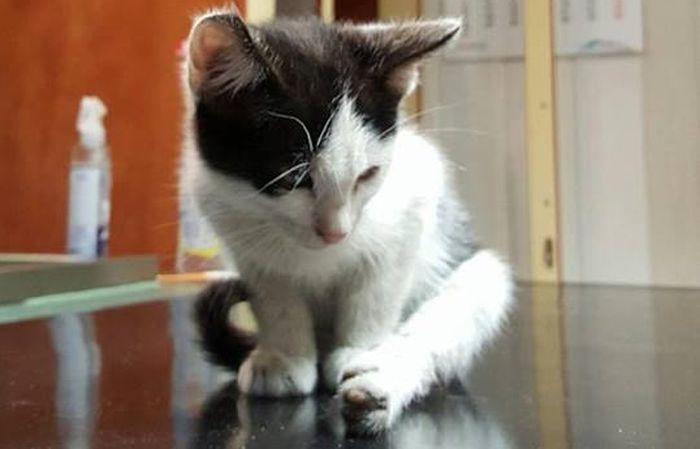 Bambino - potrącone kociątko, zostawione na poboczu na pastwę losu... POMÓŻ!