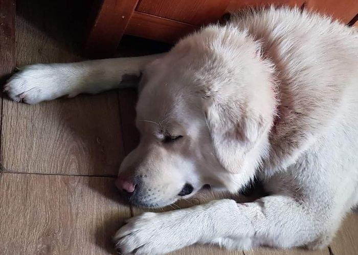 Ból, rozpacz i groźba kalectwa! Musieliśmy ratować Kajko, teraz prosimy Was o poMOC!