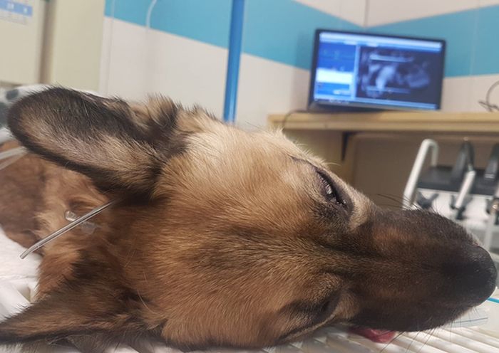 Mikołaju, Mikołaju, usunęli mi 19 ząbków, czy pomożesz mi opłacić zabieg?