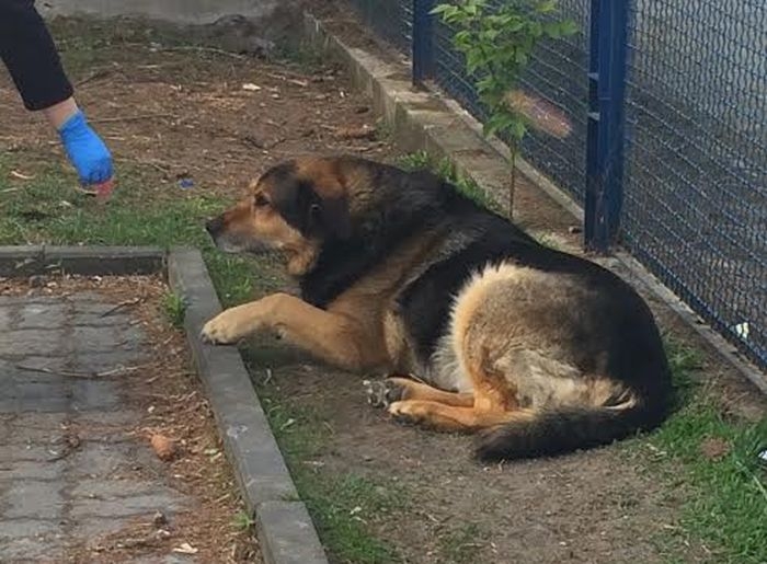 Rambo- psiak zbiera na karmę oraz leki na spracowane stawy