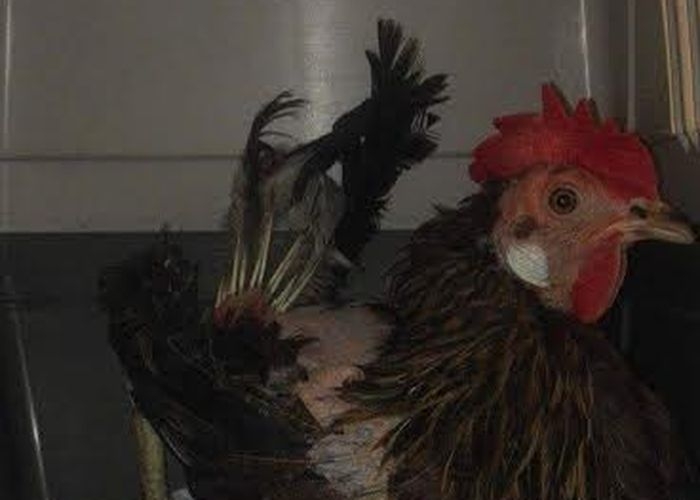 Kurka odrzucona przez stado. Prawie żywcem zadziobana... POMOCY!
