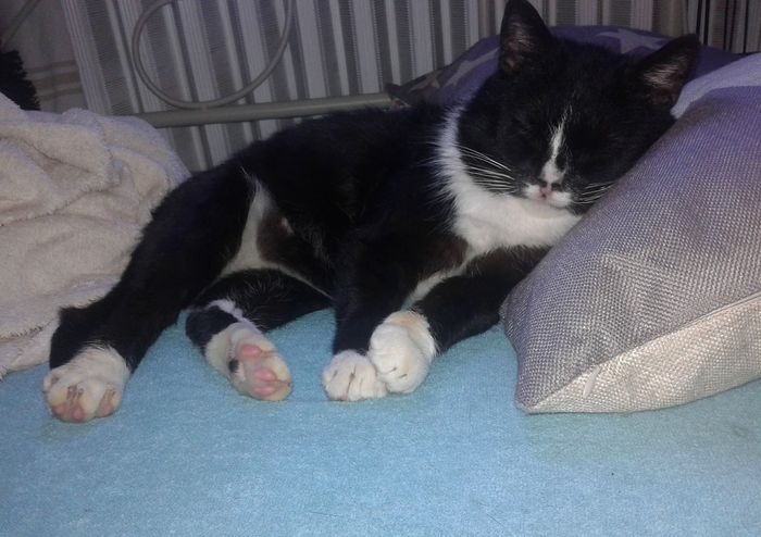Henio- kocurek z feLV+, zbieramy na opłacenie kosztów leczenia interferonem - POMÓŻ!