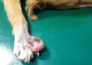 Pikuś- psiak z ogromnym guzem na stopie- operacja i długa rehabilitacja...