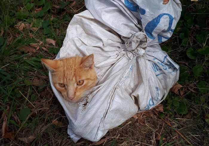 Biedronek- kot wyrzucony w szczelnie zamkniętym worku na pewną śmierć…