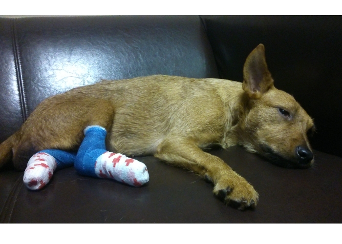 Oszukana Inka leczenie wciąż konieczne i takie drogie!!! Prosimy o pomoc!