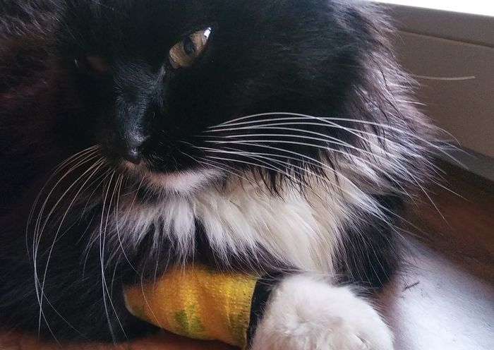 Kitty- wymioty, biegunka, apatia- zbieramy na pełną diagnostykę by znaleźć przyczynę!