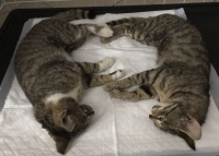 Dwie kocie siostry ze stodoły na CITO potrzebowały sterylizacji. Potrzeba 450 zł...