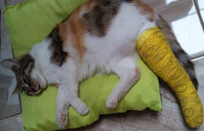 Trikolorka ze złamaną łapką- konieczna operacja - POMÓŻ!