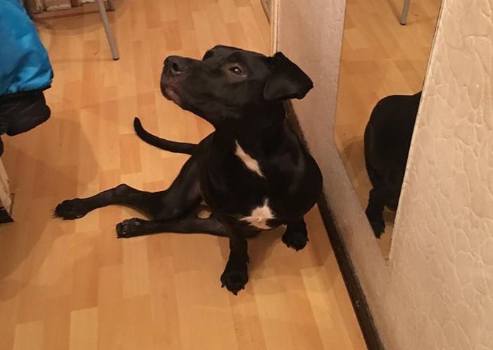 Prada- SUCZKA Z DNIA NA DZIEŃ PRZESTAŁA CHODZIĆ- BŁAGAMY O POMOC NA CITO!!!