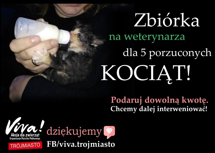 Na ratunek 5 kotkom sierotkom! SPŁAĆMY ICH DŁUG W LECZNICY!