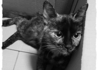 Trzynastka- koteczka ze złamanym kręgosłupem potrzebuje operacji na CITO! POMÓŻ!