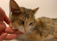 Denerys- kotka potrącona na trasie szybkiego ruchu, tylko jedno auto się zatrzymało... POMOCY!