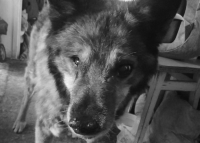 Gapcio w życiu bardzo cierpiał, nie pozwólmy aby to się powtórzyło!