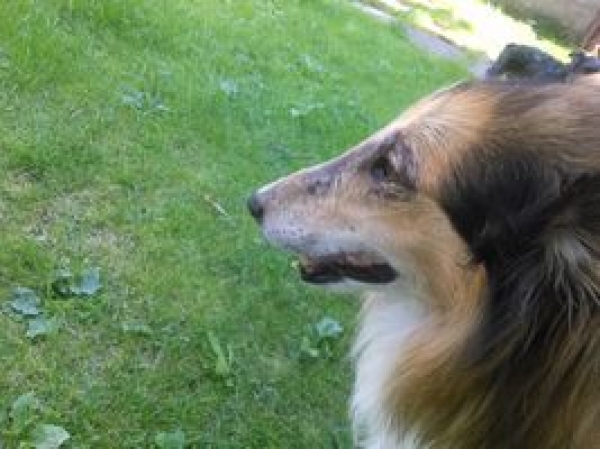 Niegojące się rany, ból i bezradność... Poker potrzebuje kompleksowej diagnostyki!