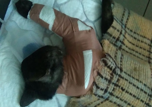 Blacky- złamana łapka, operacja potrzebna na CITO!!! POMOCY!
