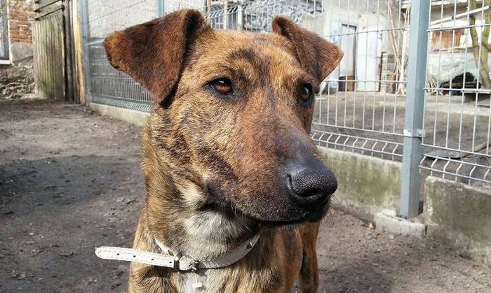 Tiger wychudzony kundel, którego nikt nie chciał! Zbieramy na kastrację i szczepienia.