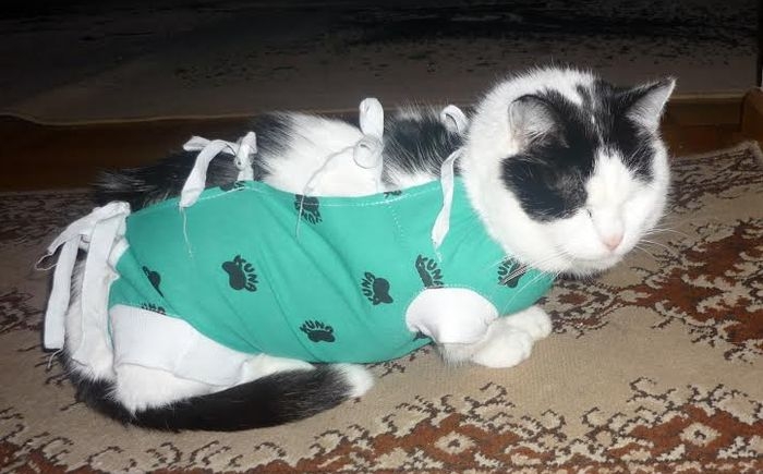 Kropka, prawie niewidoma kotka z guzem listwy mlecznej - jedyny ratunek - operacja...