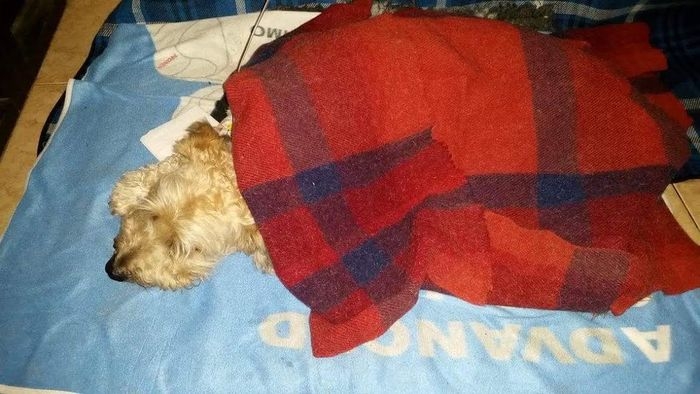 Borys - senior chory na niedoczynność tarczycy, zbiera na opłacenie leków i biopsji...