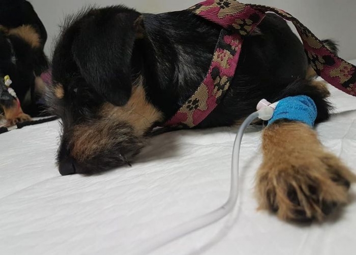 Pestka walczy z parwowirozą- POMÓŻ JEJ WYGRAĆ TĘ WALKĘ!