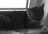 Zenek, najwspanialszy kot i jedyna rodzina pani Barbary – błaga o poMOC!