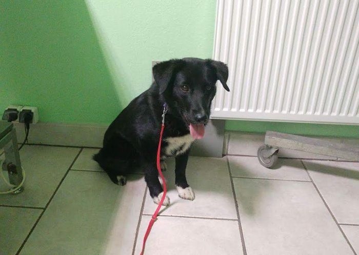 Nocka wymagała pilnej sterylizacji... Pora opłacić fakturę!