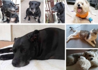 Uratowaliśmy życie, teraz musimy opłacić rachunki – NIE ZOSTAWIAJCIE NAS SAMYCH BO UTONIEMY!